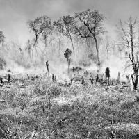 Fire clearing