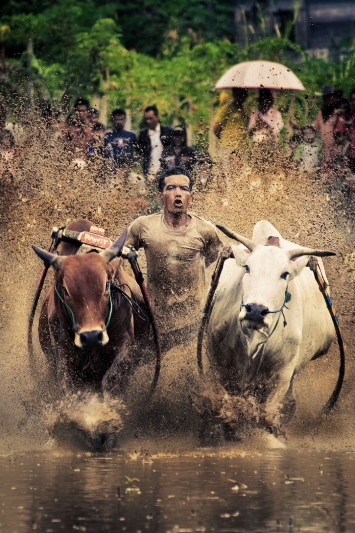 Bull Race